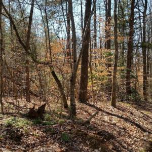 Photo #8 of 2647 PENNY LN, CHARLOTTESVILLE, VA 28.0 acres