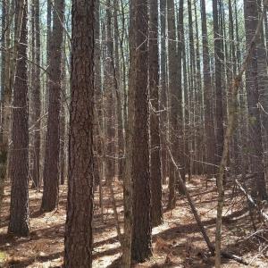 Photo #21 of 2647 PENNY LN, CHARLOTTESVILLE, VA 28.0 acres