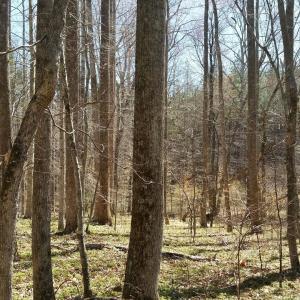 Photo #13 of 2647 PENNY LN, CHARLOTTESVILLE, VA 28.0 acres