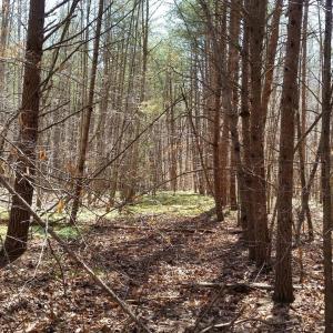 Photo #12 of 2647 PENNY LN, CHARLOTTESVILLE, VA 28.0 acres