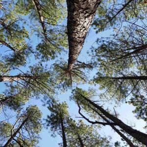 Photo #24 of 2647 PENNY LN, CHARLOTTESVILLE, VA 28.0 acres