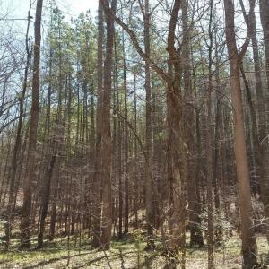 Photo #20 of 2647 PENNY LN, CHARLOTTESVILLE, VA 28.0 acres