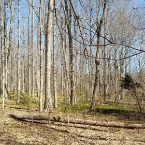 Photo #16 of 2647 PENNY LN, CHARLOTTESVILLE, VA 28.0 acres