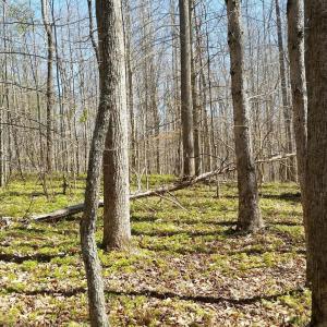 Photo #14 of 2647 PENNY LN, CHARLOTTESVILLE, VA 28.0 acres