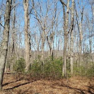 Photo #27 of 2647 PENNY LN, CHARLOTTESVILLE, VA 28.0 acres