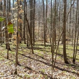 Photo #9 of 2647 PENNY LN, CHARLOTTESVILLE, VA 28.0 acres