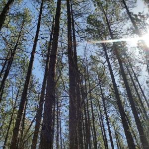 Photo #23 of 2647 PENNY LN, CHARLOTTESVILLE, VA 28.0 acres