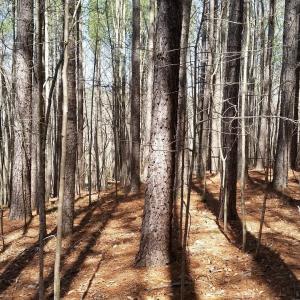 Photo #22 of 2647 PENNY LN, CHARLOTTESVILLE, VA 28.0 acres