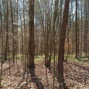 Photo #10 of 2647 PENNY LN, CHARLOTTESVILLE, VA 28.0 acres