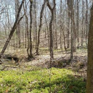 Photo #19 of 2647 PENNY LN, CHARLOTTESVILLE, VA 28.0 acres