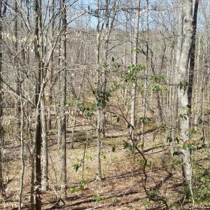 Photo #26 of 2647 PENNY LN, CHARLOTTESVILLE, VA 28.0 acres