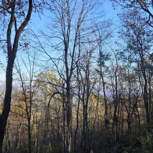 Photo #21 of TBD Lot 17 SPRING BRANCH LN, FREE UNION, VA 3.7 acres