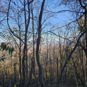 Photo #18 of TBD Lot 17 SPRING BRANCH LN, FREE UNION, VA 3.7 acres