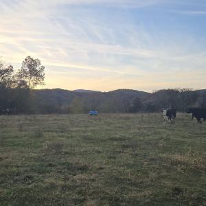 Photo #28 of OCTONIA RD, STANARDSVILLE, VA 55.4 acres