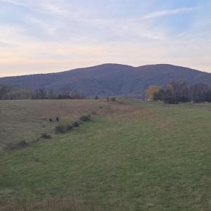 Photo #30 of OCTONIA RD, STANARDSVILLE, VA 55.4 acres
