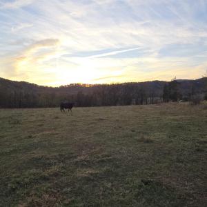 Photo #34 of OCTONIA RD, STANARDSVILLE, VA 55.4 acres