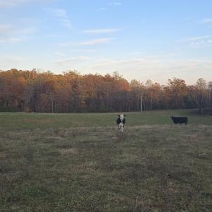 Photo #27 of OCTONIA RD, STANARDSVILLE, VA 55.4 acres