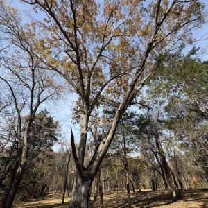 Photo #19 of Parcel A DULWICH DR, AMHERST, VA 19.8 acres