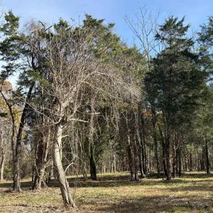 Photo #27 of Parcel A DULWICH DR, AMHERST, VA 19.8 acres