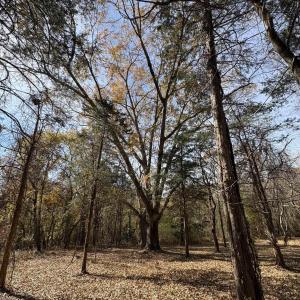 Photo #18 of Parcel A DULWICH DR, AMHERST, VA 19.8 acres