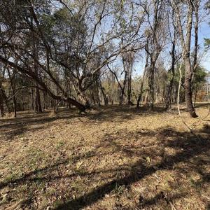 Photo #13 of Parcel A DULWICH DR, AMHERST, VA 19.8 acres