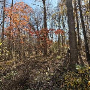 Photo #6 of Parcel E RICHMOND HWY, AMHERST, VA 5.8 acres