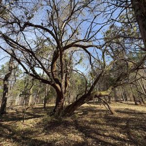 Photo #3 of Parcel B DULWICH DR, AMHERST, VA 21.7 acres