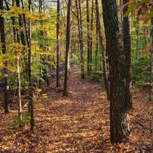 Photo #5 of LOT B LINK EVANS LN, EARLYSVILLE, VA 5.6 acres