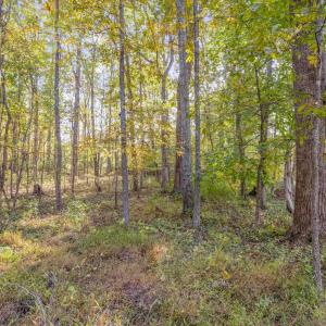 Photo #12 of 5515 - L GORDONSVILLE RD, KESWICK, VA 22.4 acres