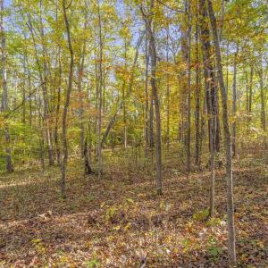 Photo #11 of 5515 - L GORDONSVILLE RD, KESWICK, VA 22.4 acres