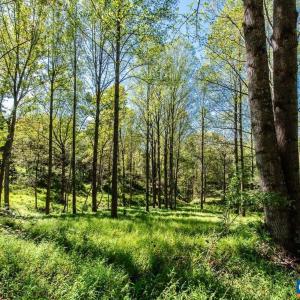 Photo #5 of 722 GREENFIELD MOUNTAIN FARM, AFTON, VA 12.0 acres