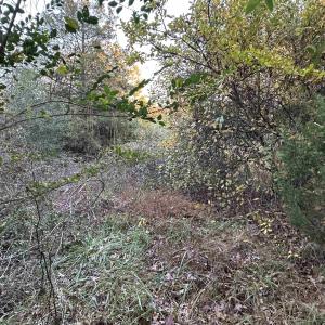 Photo #9 of 3481 SOLITUDE LN, ESMONT, VA 2.5 acres