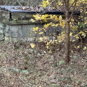 Photo #6 of 3481 SOLITUDE LN, ESMONT, VA 2.5 acres