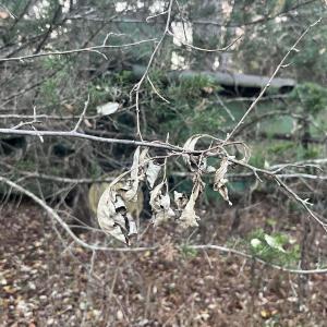 Photo #12 of MITCHELL FORD RD, LIGNUM, VA 96.5 acres