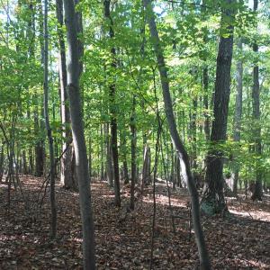 Photo #13 of OAKCREST LN, NELLYSFORD, VA 7.9 acres