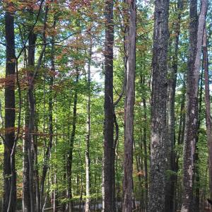 Photo #15 of OAKCREST LN, NELLYSFORD, VA 7.9 acres