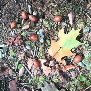 Photo #24 of OAKCREST LN, NELLYSFORD, VA 7.9 acres