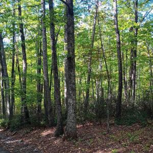 Photo #3 of OAKCREST LN, NELLYSFORD, VA 7.9 acres