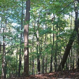 Photo #10 of OAKCREST LN, NELLYSFORD, VA 7.9 acres