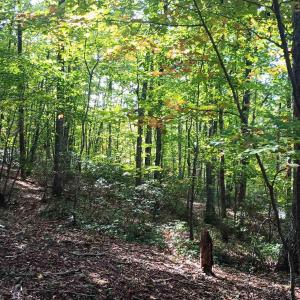Photo #16 of OAKCREST LN, NELLYSFORD, VA 7.9 acres