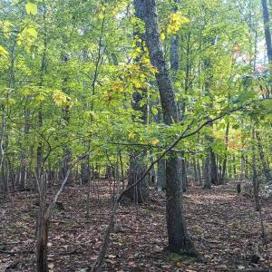 Photo #21 of OAKCREST LN, NELLYSFORD, VA 7.9 acres