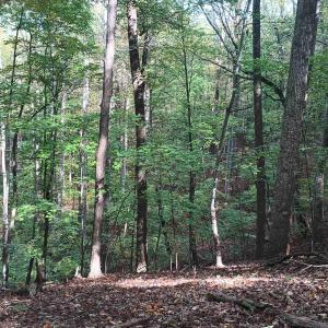 Photo #9 of OAKCREST LN, NELLYSFORD, VA 7.9 acres