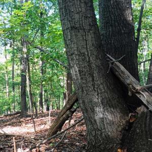 Photo #22 of OAKCREST LN, NELLYSFORD, VA 7.9 acres