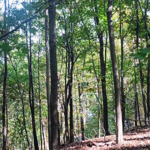 Photo #11 of OAKCREST LN, NELLYSFORD, VA 7.9 acres