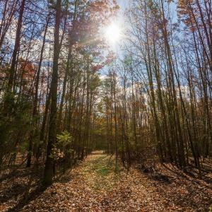 Photo #2 of HOLLANDS RD, BYBEE, VA 70.2 acres