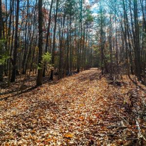 Photo #9 of HOLLANDS RD, BYBEE, VA 70.2 acres