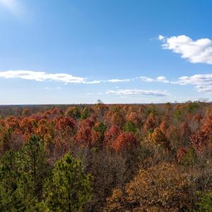 Photo #10 of HOLLANDS RD, BYBEE, VA 70.2 acres