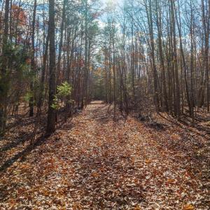 Photo #19 of HOLLANDS RD, BYBEE, VA 70.2 acres