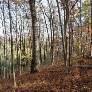 Photo #34 of TBD RED HILL RD, CHARLOTTESVILLE, VA 21.0 acres