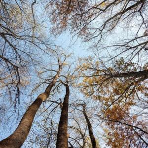 Photo #38 of TBD RED HILL RD, CHARLOTTESVILLE, VA 21.0 acres